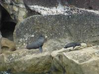 Abel Tasman Nationalpark - Seebären