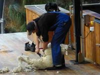 Queenstown - Fahrt mit der TSS Earnslaw - Walter Peak Station