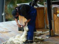 Queenstown - Fahrt mit der TSS Earnslaw - Walter Peak Station