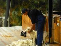 Queenstown - Fahrt mit der TSS Earnslaw - Walter Peak Station