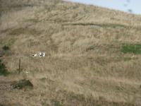 Dunedin - Fahrt mit der Monarch - Königsalbatross