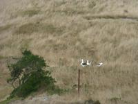 Dunedin - Fahrt mit der Monarch - Königsalbatross