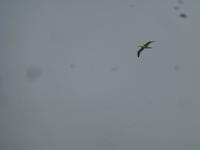 Dunedin - Fahrt mit der Monarch - Königsalbatross