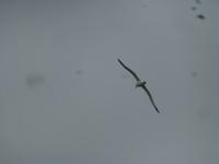 Dunedin - Fahrt mit der Monarch - Königsalbatross