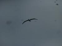 Dunedin - Fahrt mit der Monarch - Königsalbatross