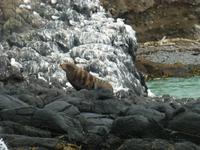 Dunedin - Fahrt mit der Monarch - Seebären