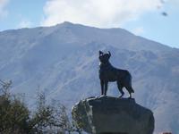 Lake Tekapo - Kirche des guten Hirten