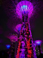 Singapur bei Nacht - Supertree Grove