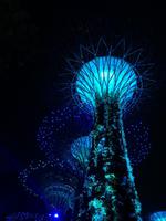 Singapur bei Nacht - Supertree Grove