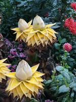 Singapur - Gardens by the Bay - Flower Dome