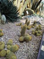 Singapur - Gardens by the Bay - Flower Dome