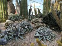 Singapur - Gardens by the Bay - Flower Dome