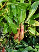 Singapur - Gardens by the Bay - Cloud Forest
