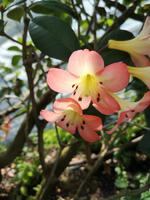 Singapur - Gardens by the Bay - Cloud Forest