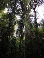 Kauri Wald