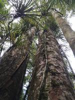 Kauri Wald