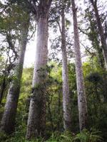 Kauri Wald