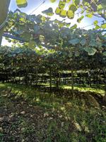 Coromandel Halbinsel - Kiwiplantagen