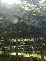 Coromandel Halbinsel - Kiwiplantagen