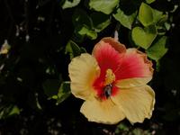 Coromandel Halbinsel - Hahei