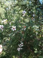 Coromandel Halbinsel - Cathedral Cove - Manukabaum