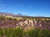 Auf dem Weg nach Whakapapa - Tonagriro Nationalpark