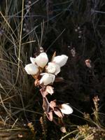 Tongariro Nationalpark - Wanderung
