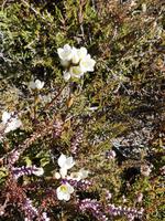 Tongariro Nationalpark - Wanderung