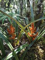Tongariro Nationalpark - Wanderung