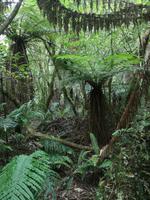 Auf dem Weg nach Paraparaumu - Bushwalk