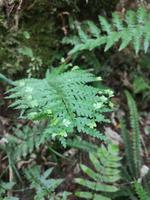 Auf dem Weg nach Paraparaumu - Bushwalk