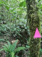 Auf dem Weg nach Paraparaumu - Bushwalk