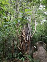 Auf dem Weg nach Paraparaumu - Bushwalk