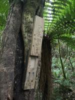 Auf dem Weg nach Paraparaumu - Bushwalk