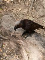 Kapiti Island - Kaka