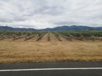 Auf dem Weg nach Motueka - Blenheim - Weinanbau