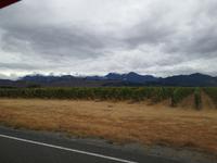 Auf dem Weg nach Motueka - Blenheim - Weinanbau