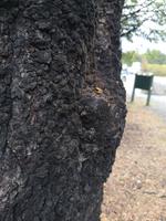 Auf dem Weg nach Motueka - Lake Rotoiti - Bushwalk