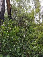 Auf dem Weg nach Motueka - Lake Rotoiti - Bushwalk