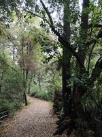 Auf dem Weg nach Motueka - Lake Rotoiti - Bushwalk
