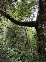 Auf dem Weg nach Motueka - Lake Rotoiti - Bushwalk