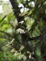 Franz Josef - Bushwalk zum Gletscher