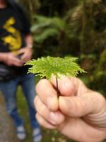 Franz Josef - Bushwalk