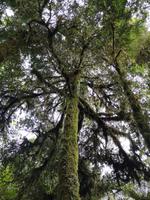 Franz Josef - Bushwalk