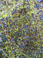 Auf dem Weg nach Wanaka - Ship Creek Bay