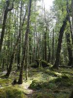 Auf dem Weg nach Te Anau - Kepler Track