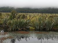 Milford Sound - Spiegelsee