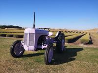 Mt Cook - Lavendelfelder