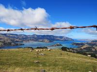 Auf dem Weg nach Christchurch -Akaroa Halbinsel