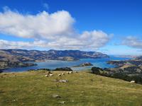 Auf dem Weg nach Christchurch -Akaroa Halbinsel